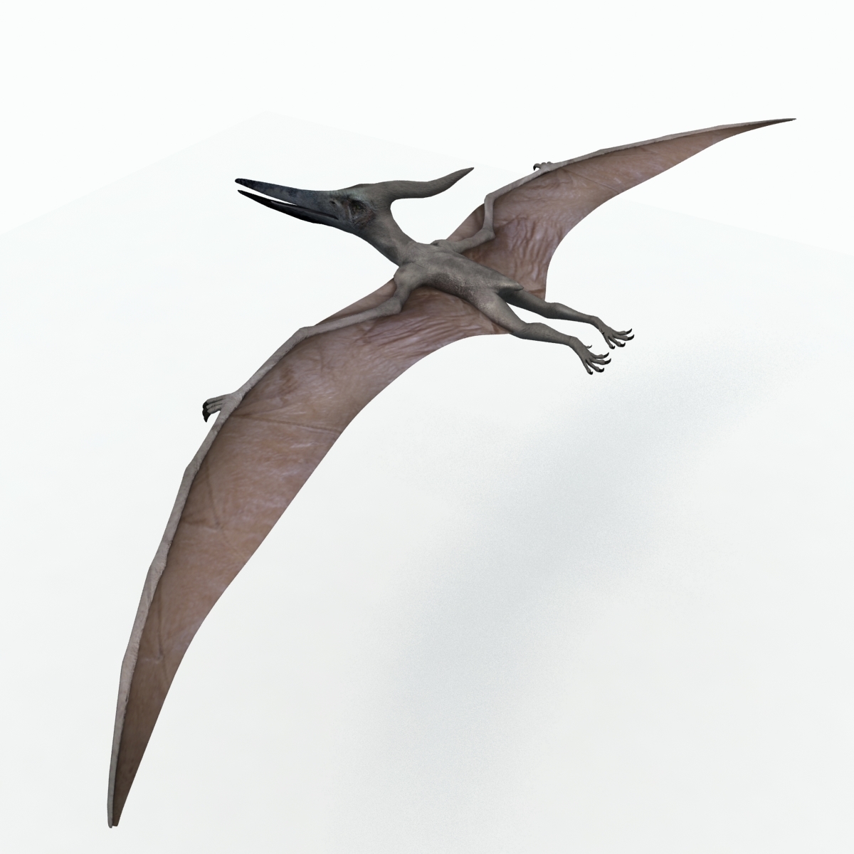 无齿翼龙3d模型