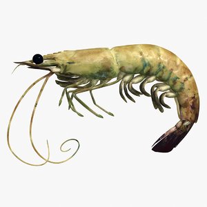 shrimp 2 3d 3ds