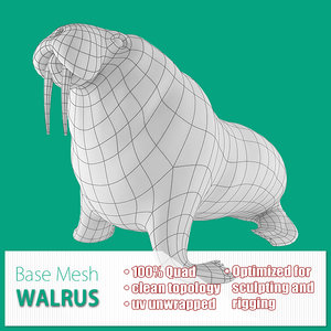 base mesh walrus 3d model