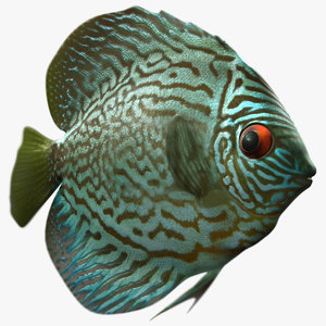 symphysodon aequifasciata fish max