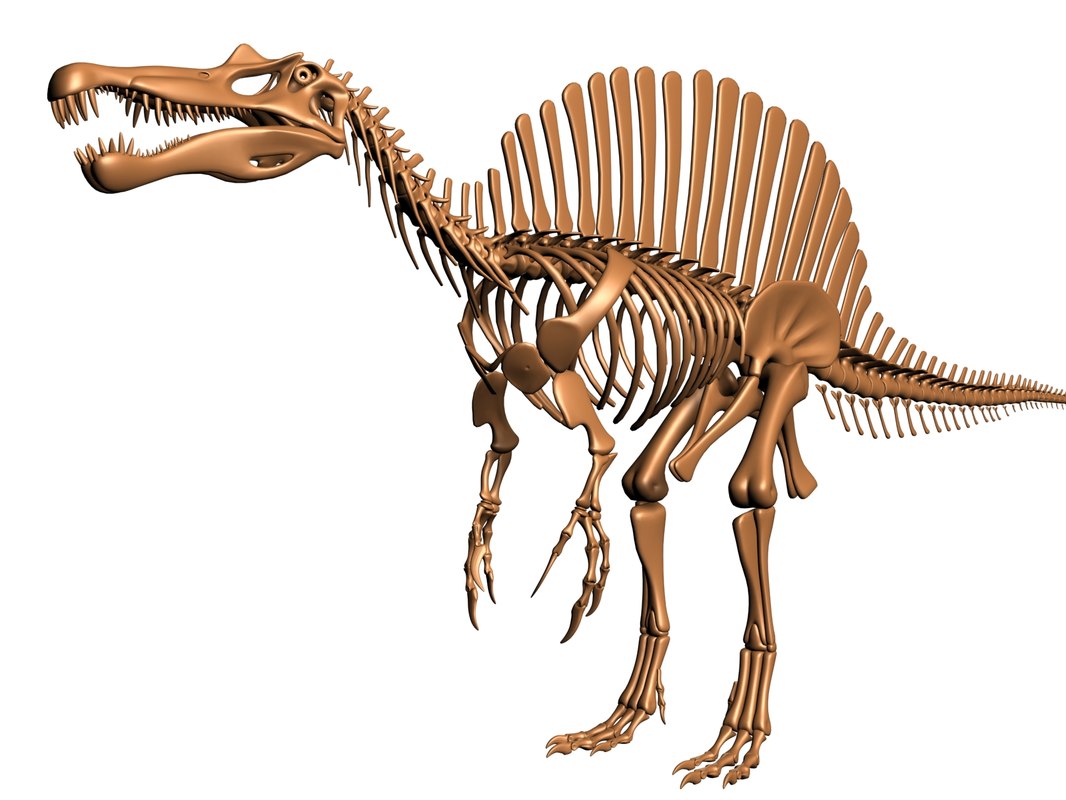 dinosaur skeleton spinosaurus dino 3d model