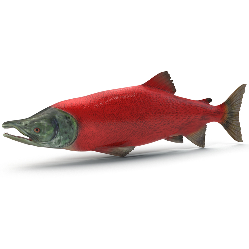 sockeye salmon fish obj