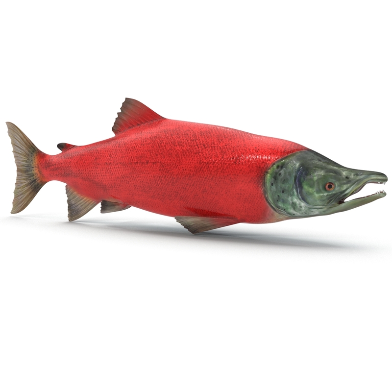 sockeye salmon fish obj