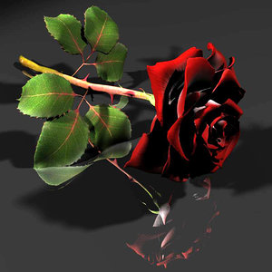 3d model of red white rose