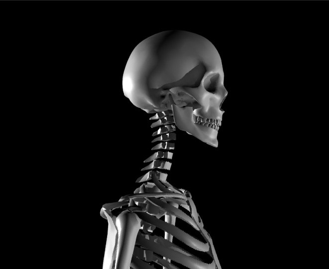 human skeletal 3d model Biology Diagrams