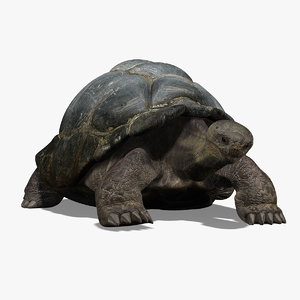 3d galapagos tortoise animation