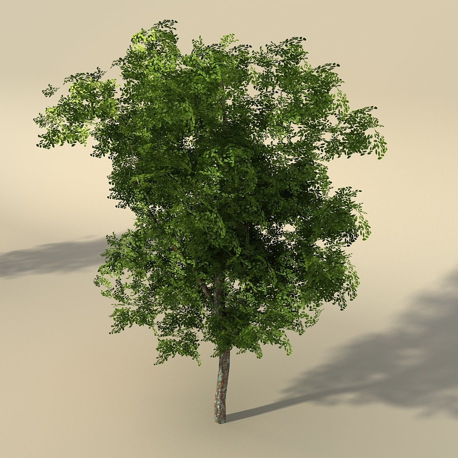 3d set elm trees polygonal