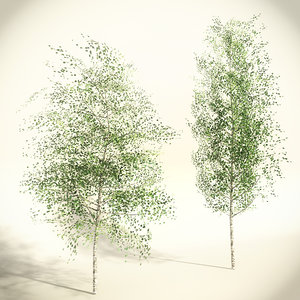 set birch trees polygonal fbx