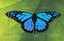 3d model blue butterfly