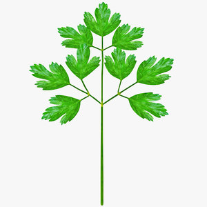 italian parsley 3d model