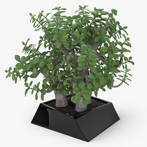 crassula plant 3d model