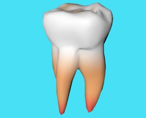 molar tooth 3d model