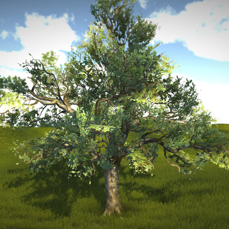 3d real time lod tree oak model