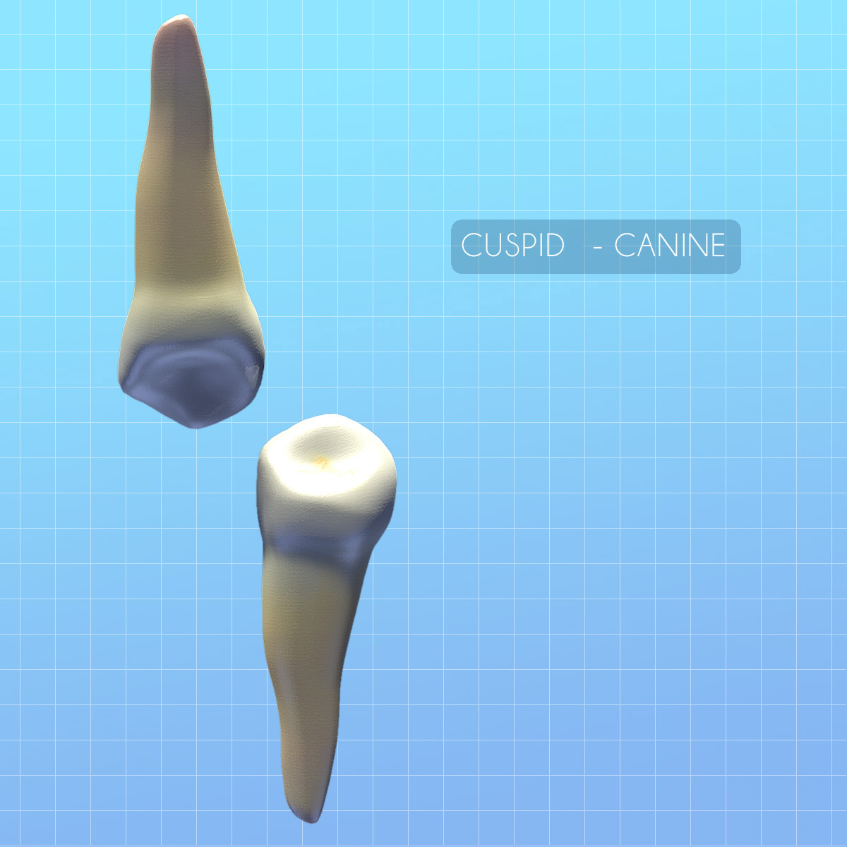 c4d cuspid canine