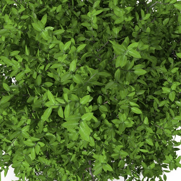 lime tree 3d max