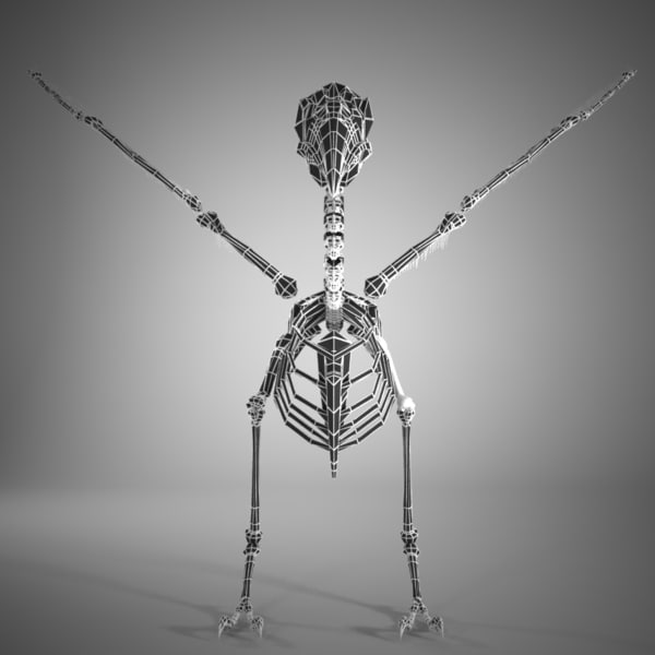 3d model bird skeleton