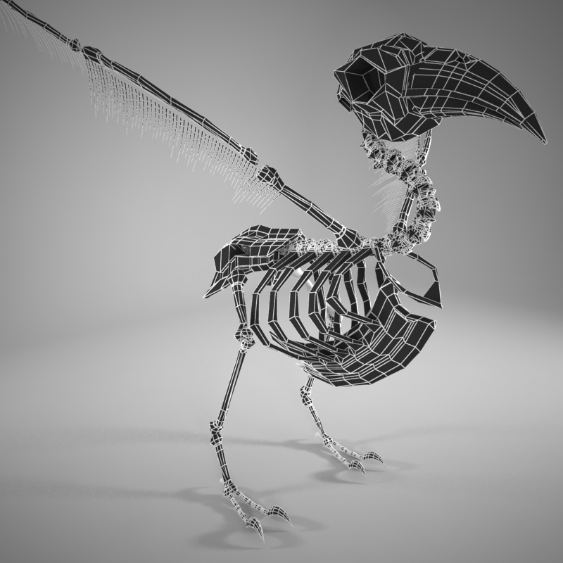 3d model bird skeleton