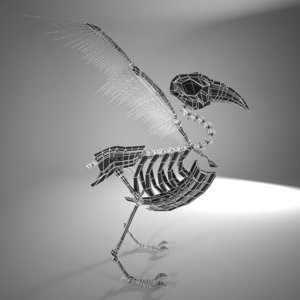 3d model bird skeleton