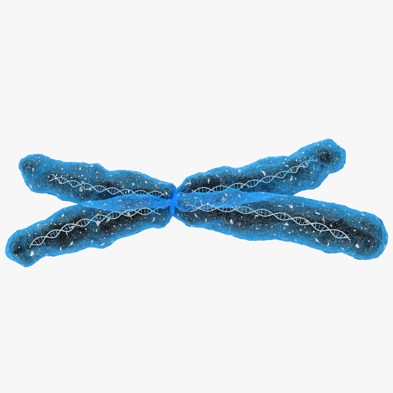 Chromosom 3DModell TurboSquid 827049