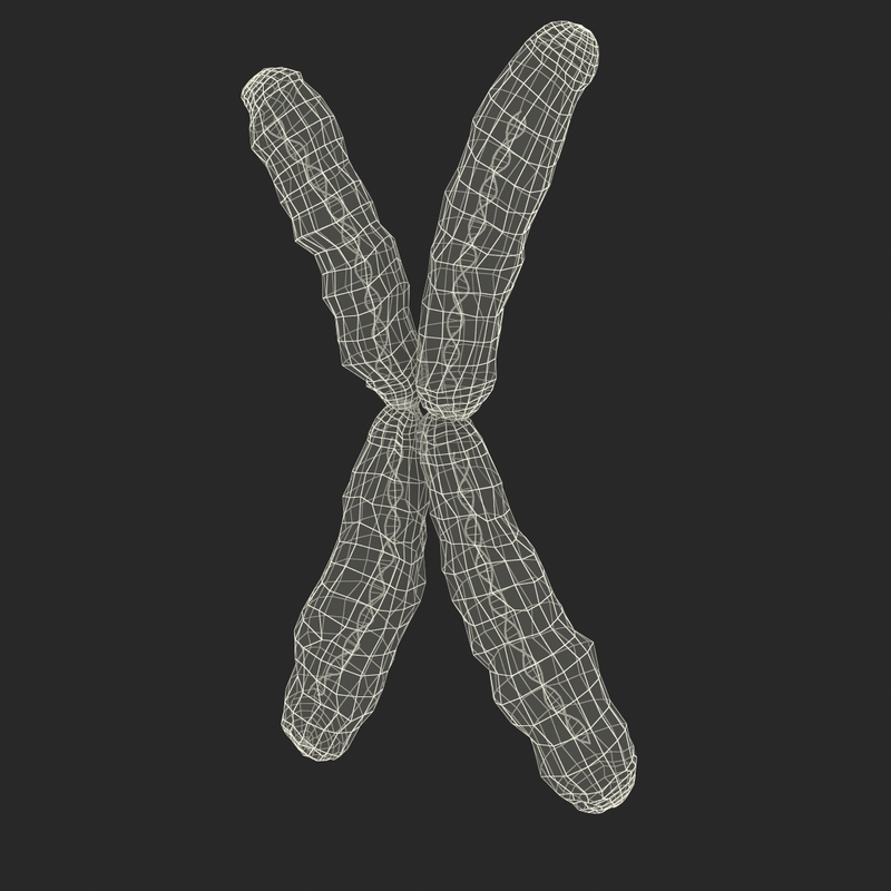 3d chromosome