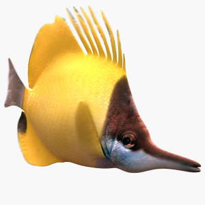 long nose butterfly fish 3d model
