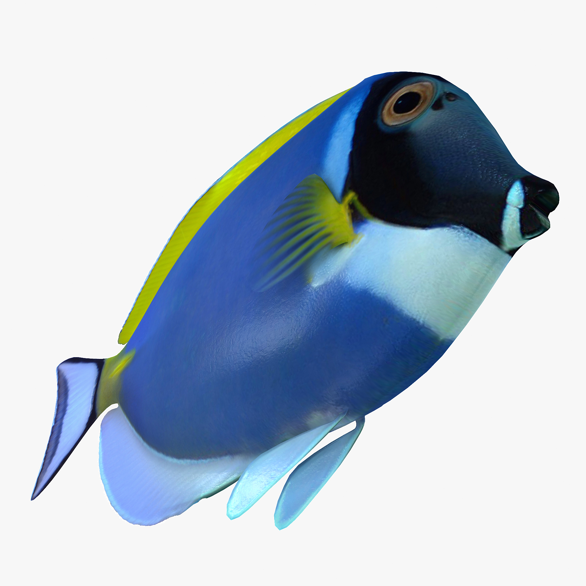 ma powder blue tang