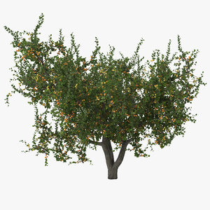 max apricot tree