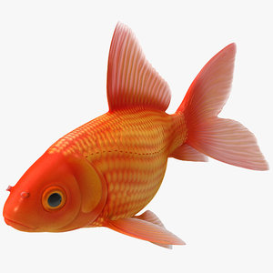 goldfish 3 3d c4d