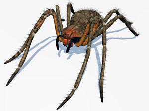3ds female spider phoneutria