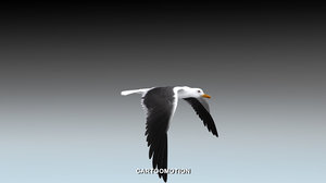 seagull animation 3d model