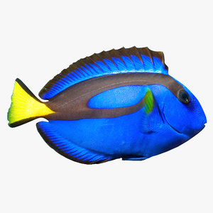 3ds pacific blue tang