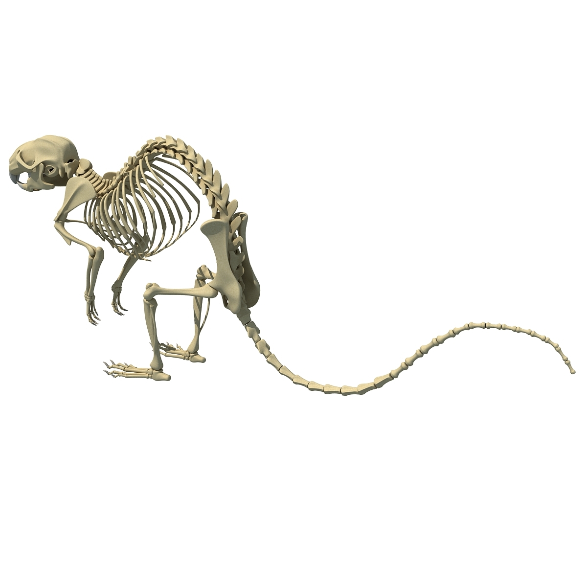 3d model rat skeleton