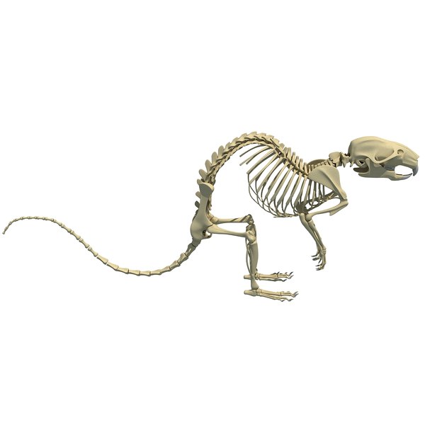 3d model rat skeleton