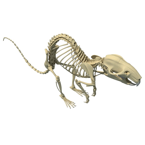 3d model rat skeleton