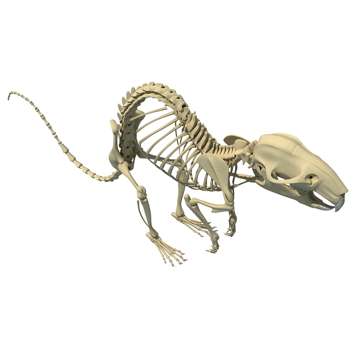 3d model rat skeleton