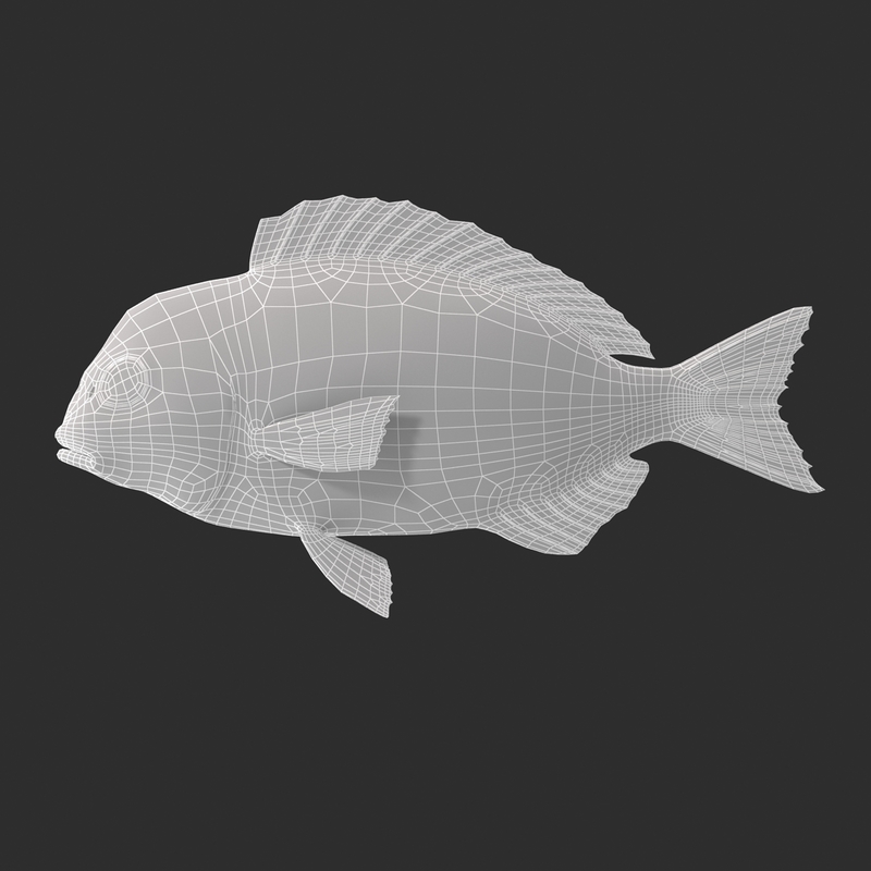 max sea bream fish max sea bream fish
