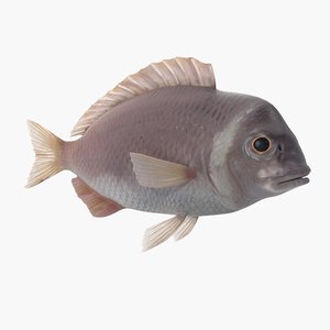 max sea bream fish