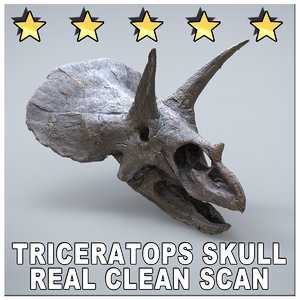 maya scan triceratops skull museum