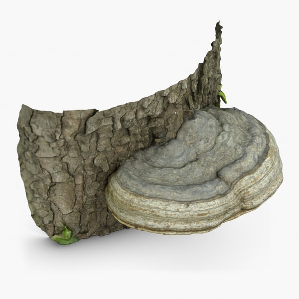 wood mushroom scan 3d model