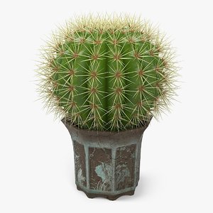 3d model cactus plant