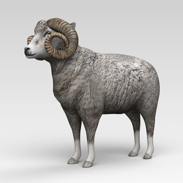 3d ram model