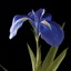 iris flowers 3d model