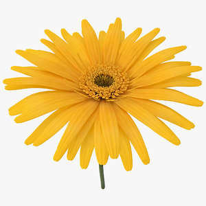 yellow daisy 3d c4d