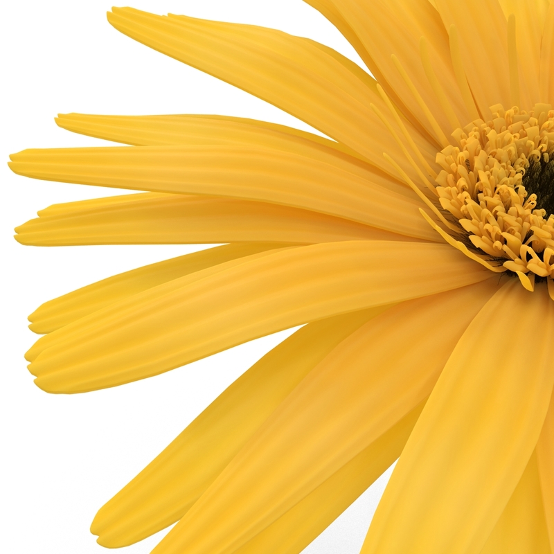 yellow daisy 3d c4d