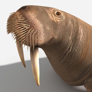 walrus lwo