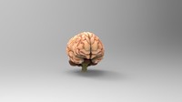 brain max free