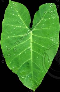 fat leaf.jpg