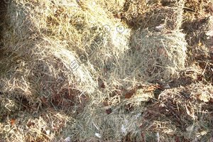 hay.jpg