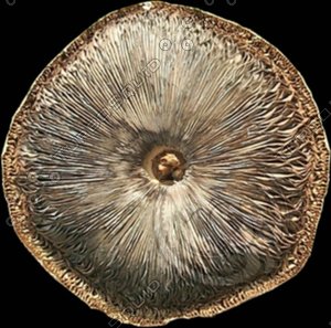 tree trunk rings.jpg