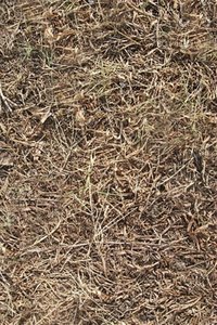 dried hay.jpg
